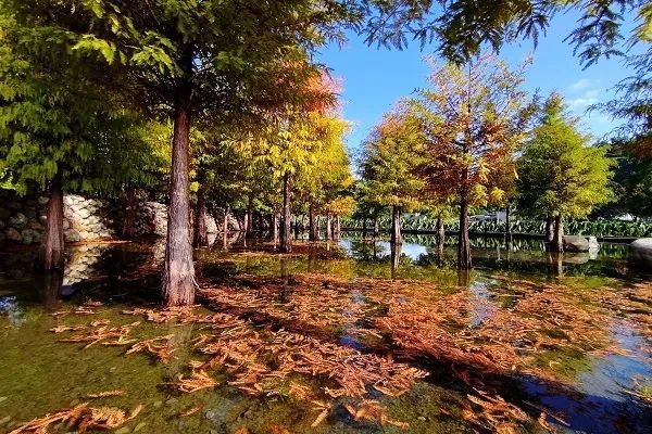 落羽松秘境必拍地景 台湾秋冬顺游一日小旅行 台湾 旅游 后里区 台中 松林 泰安