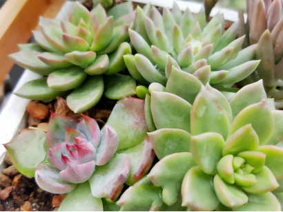 多肉怎么养才好 新手多肉植物买回来之后有哪些事情需要注意 多肉 春梦殿锦 黑王子 八千代 胧月