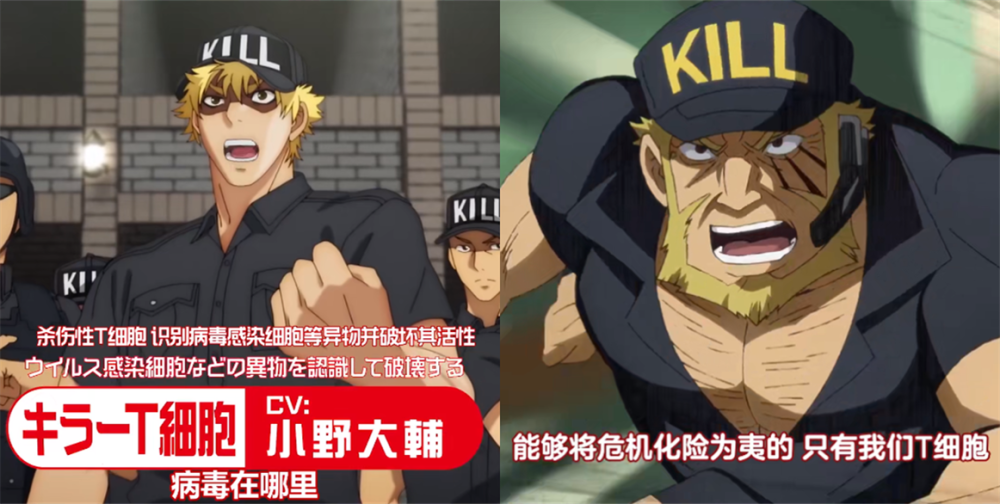 工作细胞第二季和black形象对比,白细胞变御姐,t细胞