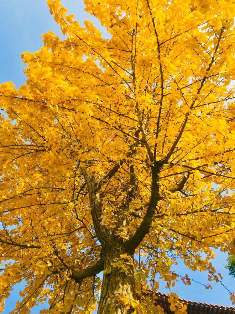 全国最最最最美的银杏奉上挑一个最近的就出发吧