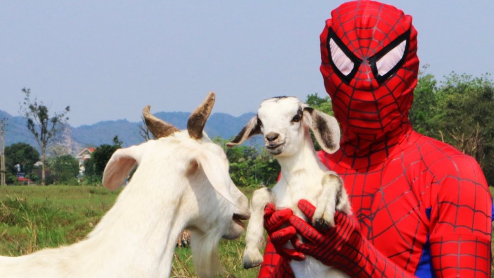 现实版蜘蛛侠,能产丝的除了蜘蛛,还有基因改造后的蜘蛛羊_腾讯新闻