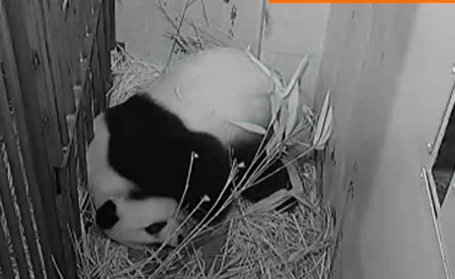 美国新出生大熊猫幼崽名字定了 被叫 小奇迹 4岁时将回中国 腾讯网