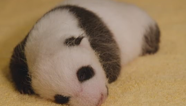 美国新出生大熊猫幼崽名字定了 被叫 小奇迹 4岁时将回中国 腾讯网