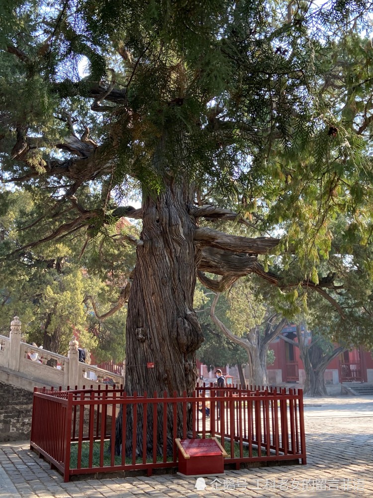 北京孔庙中有棵树有棵惩治过大奸大恶的古树