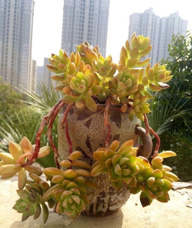 2,怎样让多肉黄丽长势更快有的朋友说自己养的黄丽,会容易化水,或是