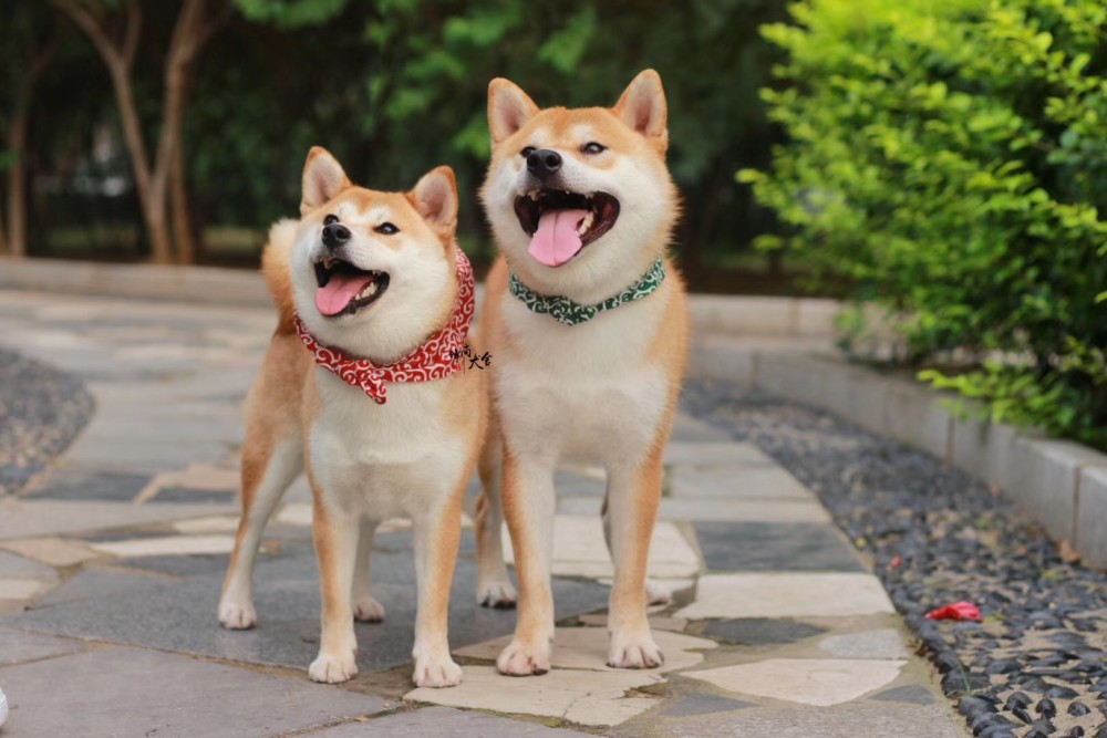 豆柴犬多少錢一隻豆柴犬價格區間