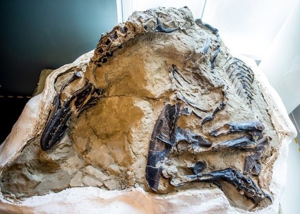 距今6700万年!史上首只完整暴龙化石在北卡州博物馆展示