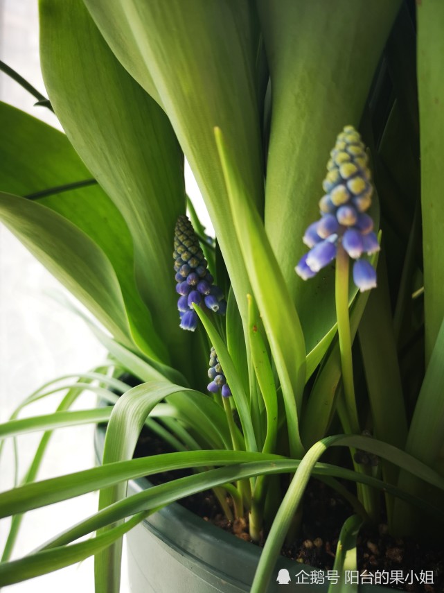 秋冬种下葡萄风信子 来年春天好看花 腾讯网