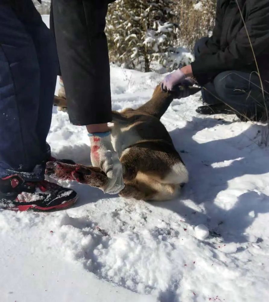 张掖一水电站工作人员救护一只受伤野生保护动物