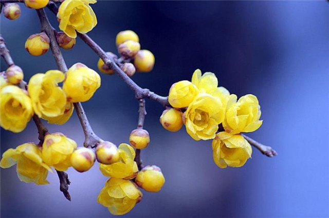 诗词说梅 究竟是腊梅花 还是蜡梅花 腾讯新闻