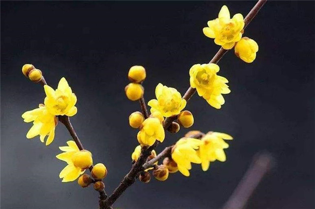 诗词说梅 究竟是腊梅花 还是蜡梅花 腾讯新闻