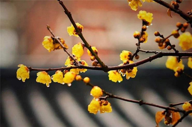 诗词说梅 究竟是腊梅花 还是蜡梅花 腾讯新闻