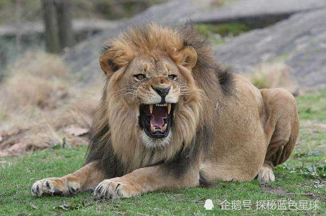 地球上最兇猛的動物北極熊排第五名第一名竟是水生動物