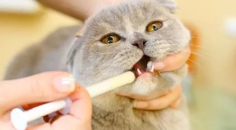 了解猫疱疹病毒_腾讯新闻
