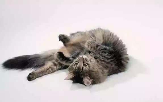 了解猫疱疹病毒_腾讯新闻