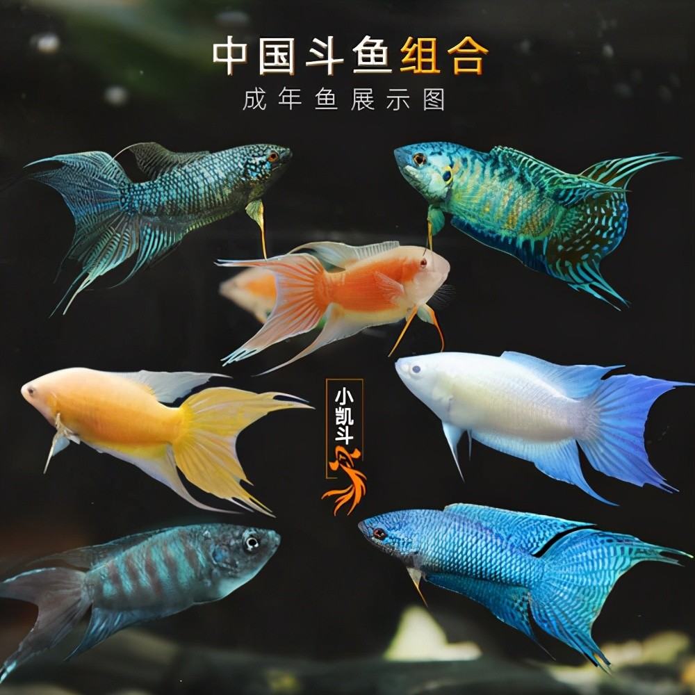 广东称为花手巾广西称为菩萨鱼养殖还需要配镜子的中国原生鱼中华斗鱼