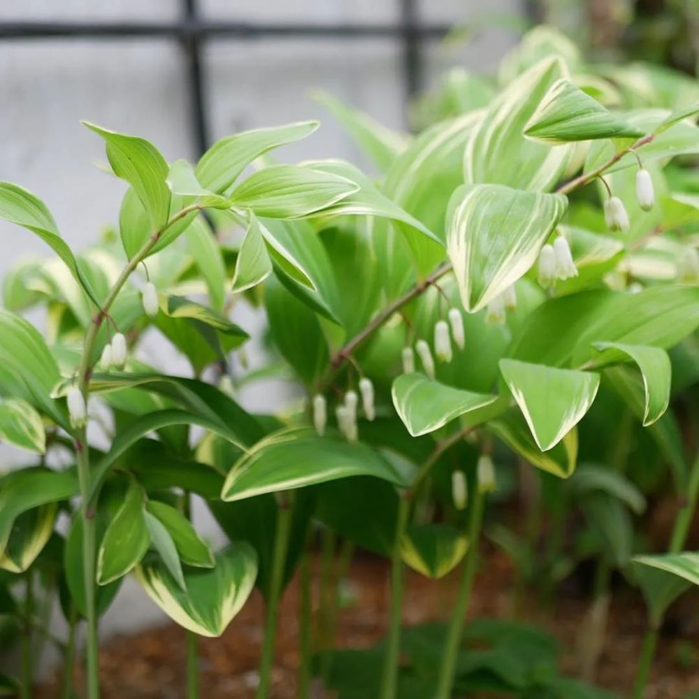 還有人專門去植物園……_騰訊新聞