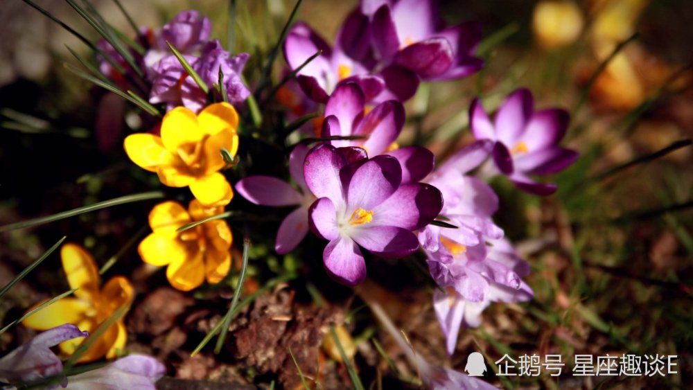 11月25日星座运势 扬帆起航 展露风采的四大星座 腾讯新闻