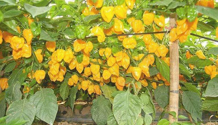 海南黄灯笼:中国辣椒之王_腾讯新闻