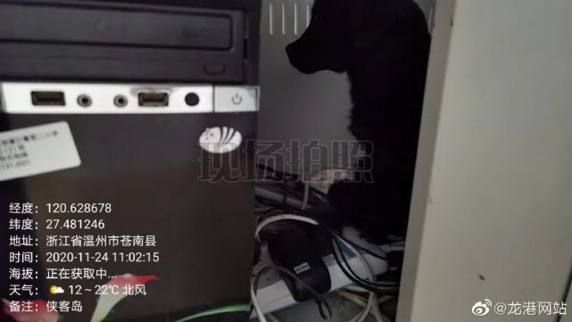 一流浪犬闯入某校 伤人 110 综合执法联合捕犬队将其捕获 丽水论坛