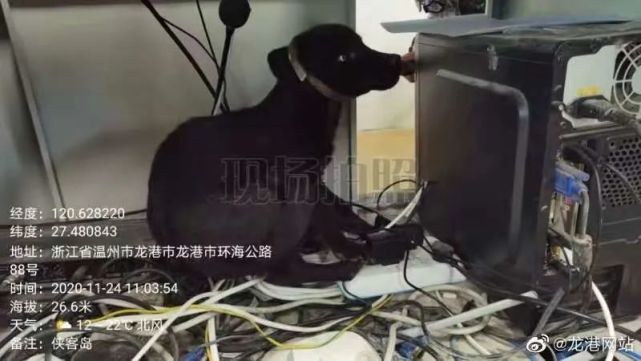 一流浪犬闯入某校 伤人 110 综合执法联合捕犬队将其捕获 丽水论坛