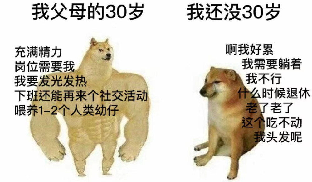 doge全球知名的神烦狗被反复去世漫展常客的它现在怎么样