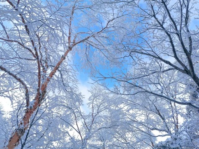 雪|云海飘渺，雪山壮观，赏雪就来白云山