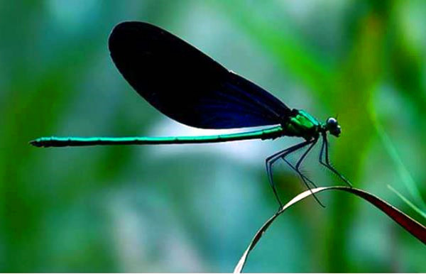 "侏儒"蜻蜓 体长不足15毫米