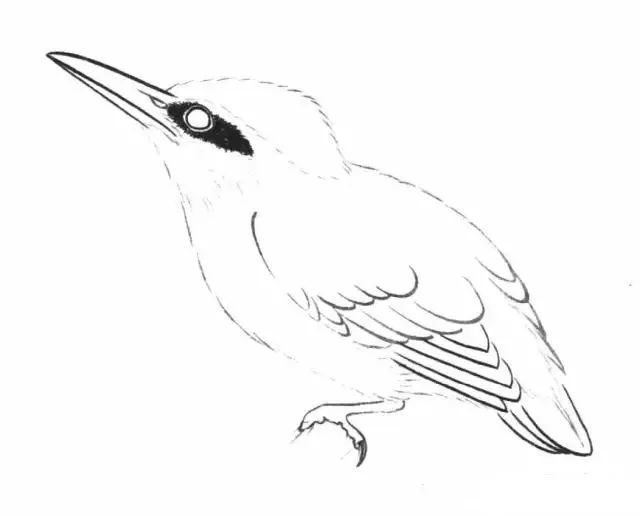 书画联盟丨工笔画翠鸟的绘画步骤入门教程