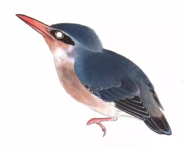 书画联盟丨工笔画翠鸟的绘画步骤入门教程