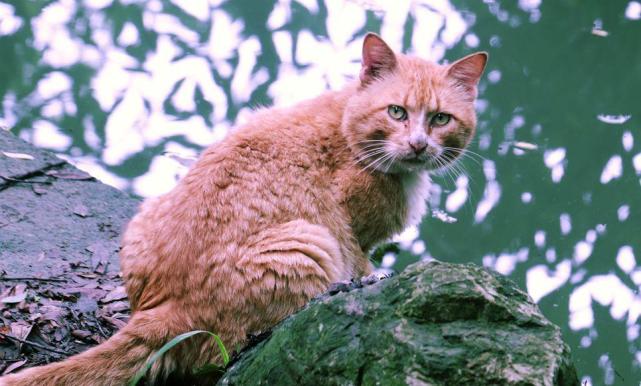 1952年 日本5万多只猫集体跳海自尽 专家解释令人不寒而栗 日本 社会 水俣镇 猫咪
