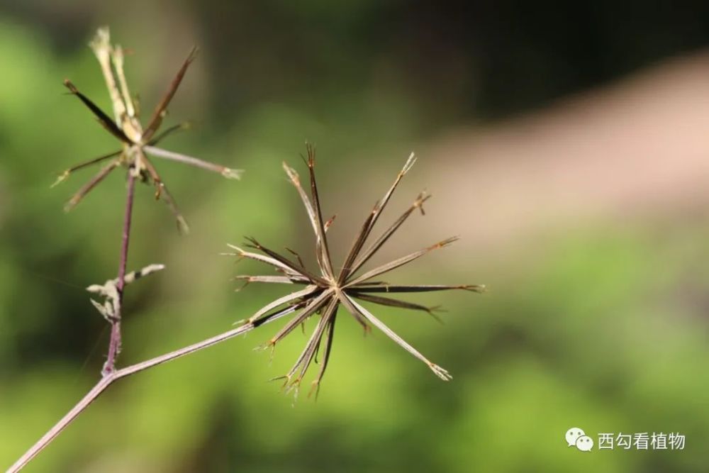 婆婆针bidensbipinnata