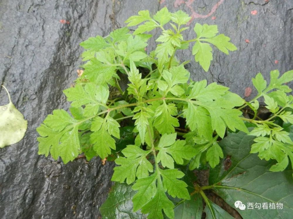 婆婆针bidensbipinnata