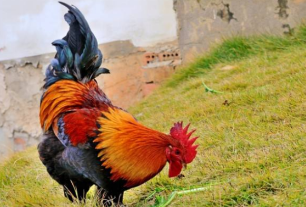 生肖鸡的人 赶走晦气就在11月26号 我劝你了解一下比较好 腾讯新闻