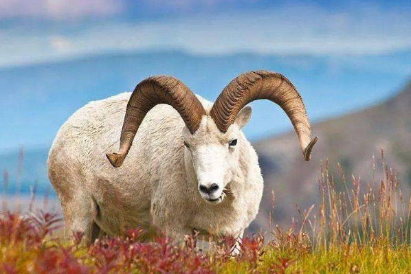 生肖羊 11月26号老天给你准备了天大的喜事 一生一次接不接随你 腾讯新闻