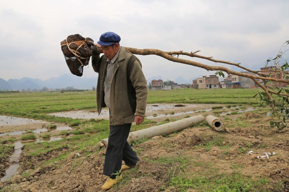 种树养鱼收益高,良田难种粮,耕地"非农化"后,农民如何保收入_腾讯新闻