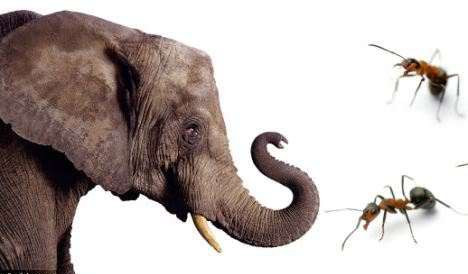 大象踩蚂蚁图片