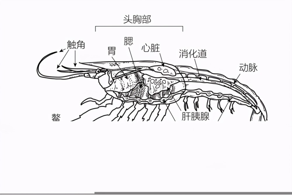 现生虾的头胸甲内包含众多器官图片来源:谭超3 分节腿肢早期的附肢