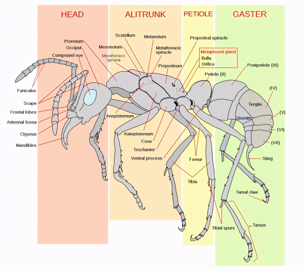五亿年前的超长大虾仁有被诱惑到