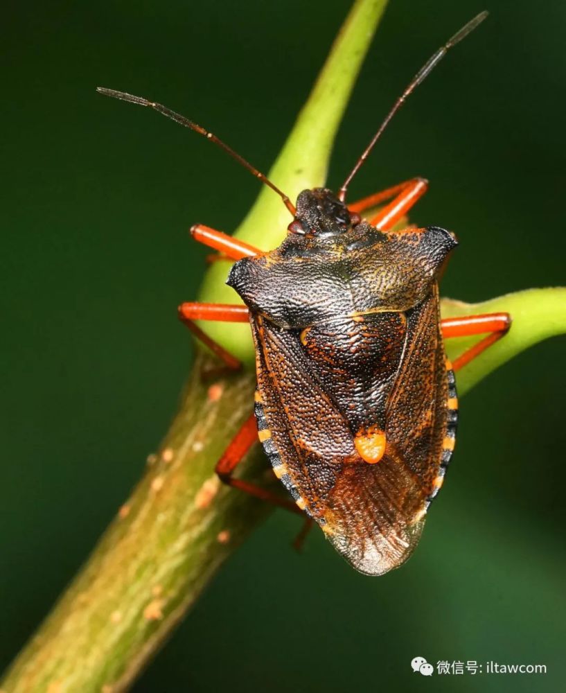 你知道吗这个笑脸表情远在人类出现之前就存在了