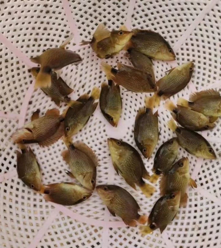 李国通:国联水产将在海水鱼类种苗板块发力