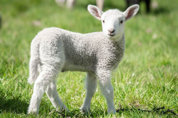 11月29号鸿运当头属羊人未来4天羊羊得意生肖属羊的切记