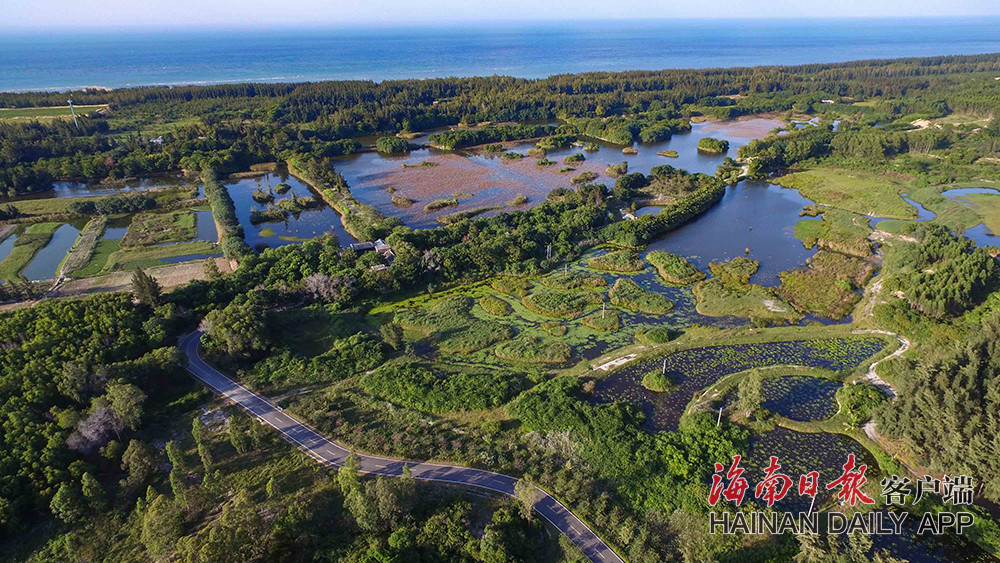 昌江海尾国家湿地公园试点湿地生态美引来候鸟栖