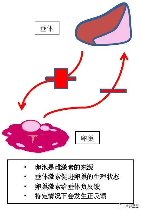 圖1. 垂體,卵巢性激素的相互作用