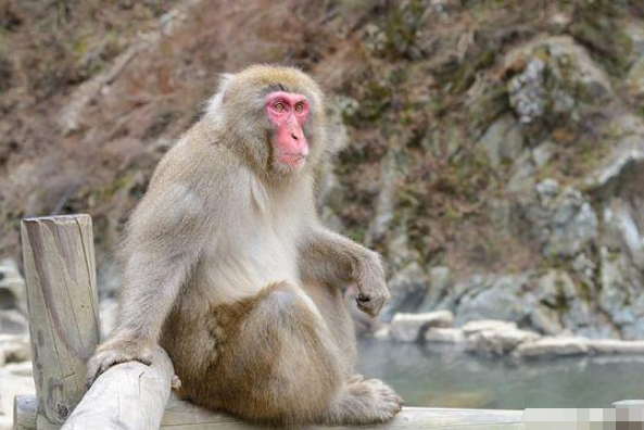 生肖猴的人 赶走晦气就在11月26号 我劝你了解一下比较好 腾讯新闻