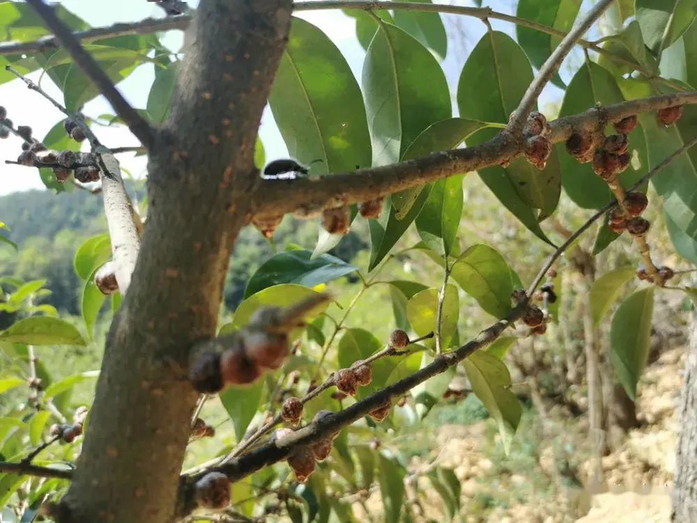 这种树不值钱,农民当柴烧,用来养虫却很贵,350元1斤