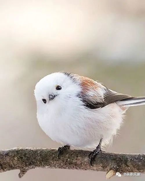 雪中的小精灵太可爱了