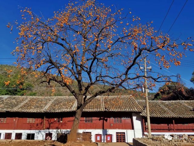 美丽曲靖西泽柿子红