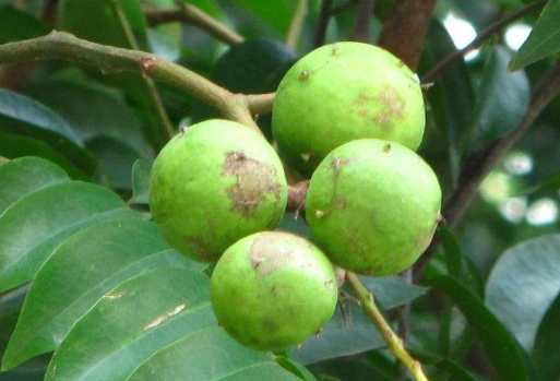 俗称"人面子",果实像人脸,10年未必结果,运气好才吃到