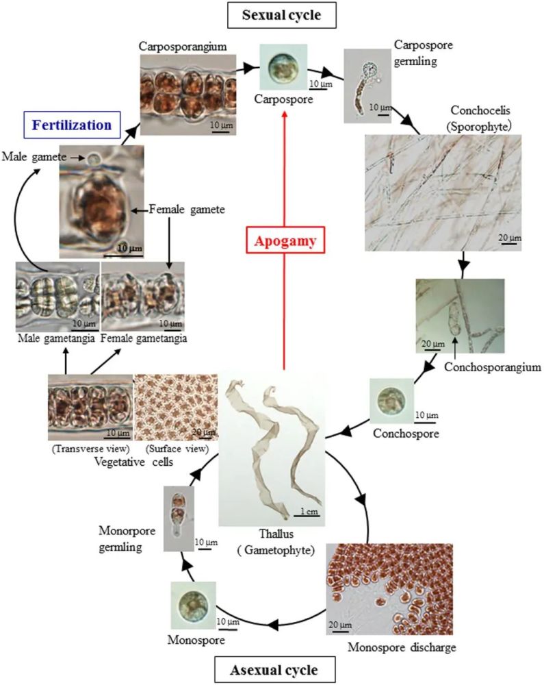 就这样紫菜悄悄地被开除出了植物界